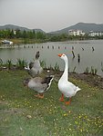 野鸭长鸣