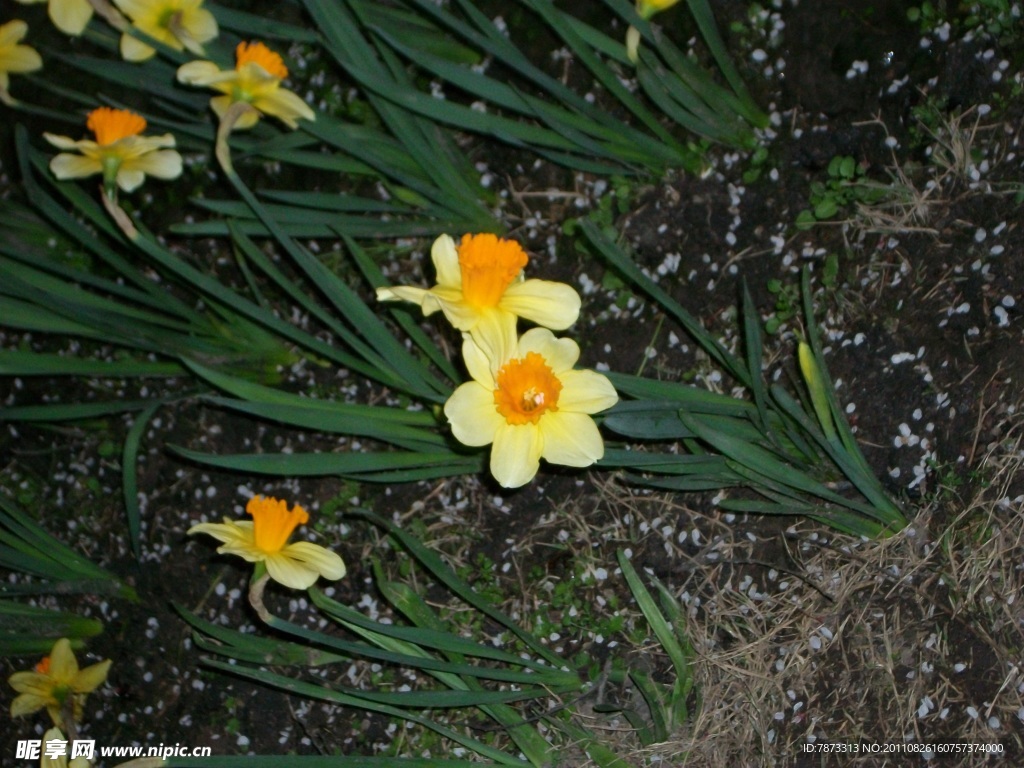 水仙花