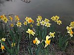 湖边水仙花