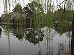 西湖垂柳