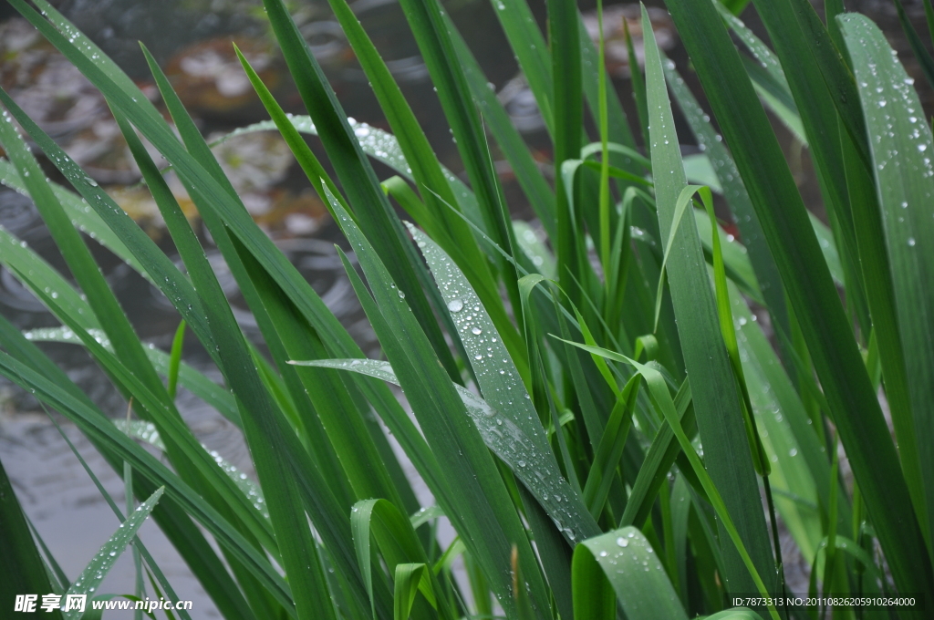 雨后露珠