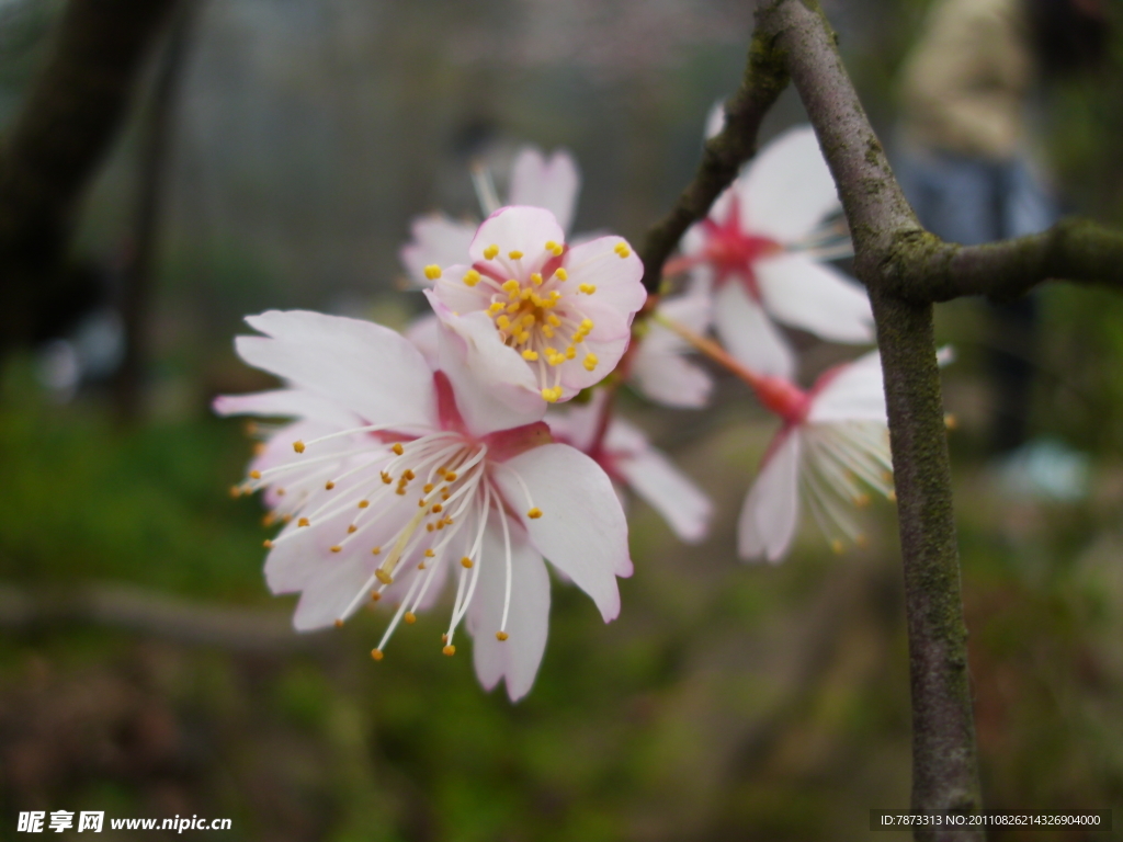 樱花