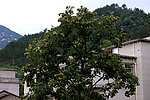 板栗树