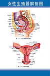 女性生殖器解剖图