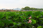 西湖荷花