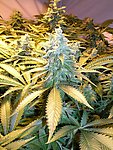 植物园里的珍希植物