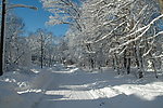 雪林