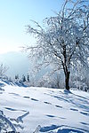 雪景