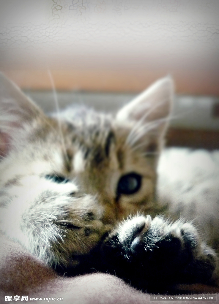 可爱小猫