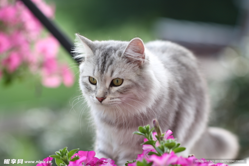 可爱小猫