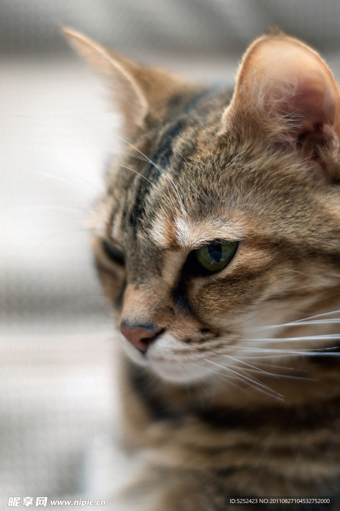 小猫