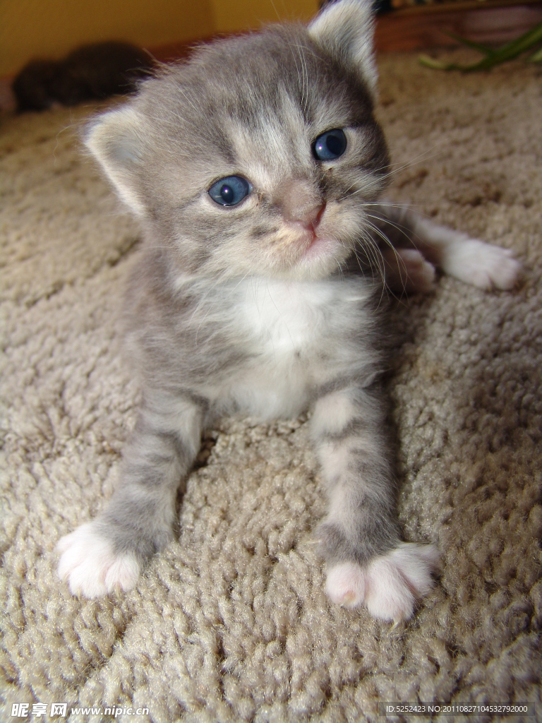 猫咪
