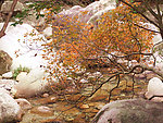 秋叶溪水（非高清）