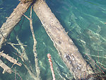 流水 树木