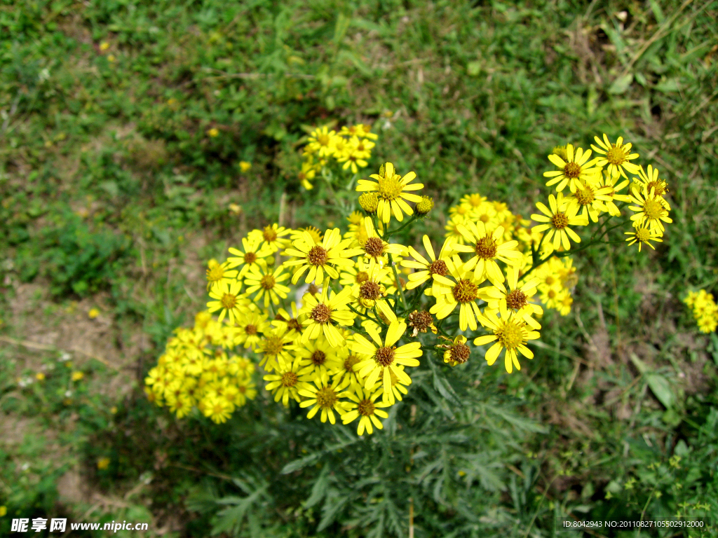 花草 黄花