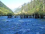 山水 森林