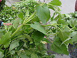 绿色植物