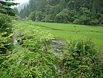 草丛草地