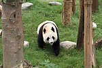 大熊猫(非高清)