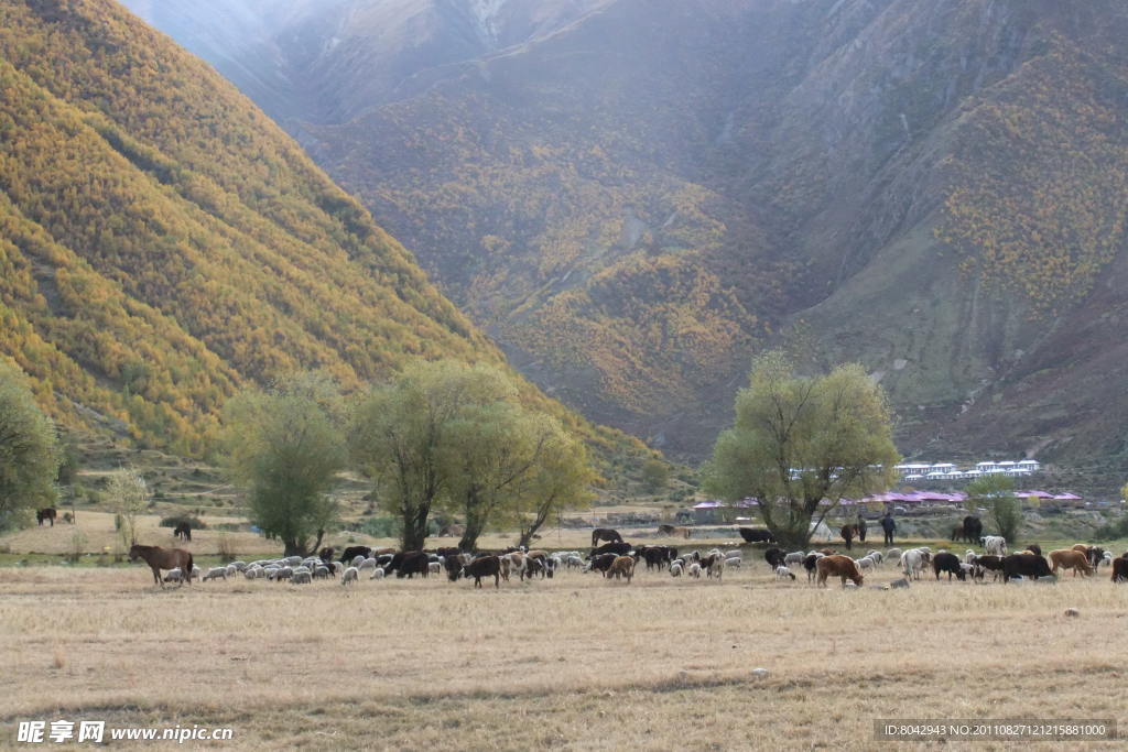 山林