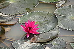 荷花 池塘