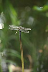 蜻蜓