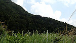 青山