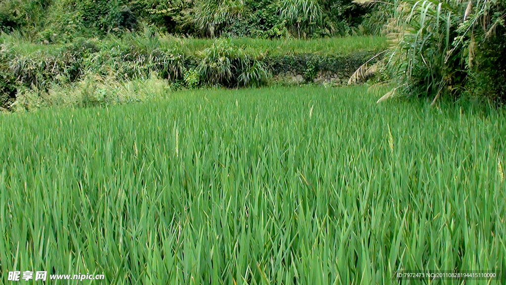 鄂东山区稻田