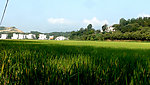 新农村