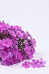 丁香花