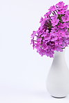 丁香花
