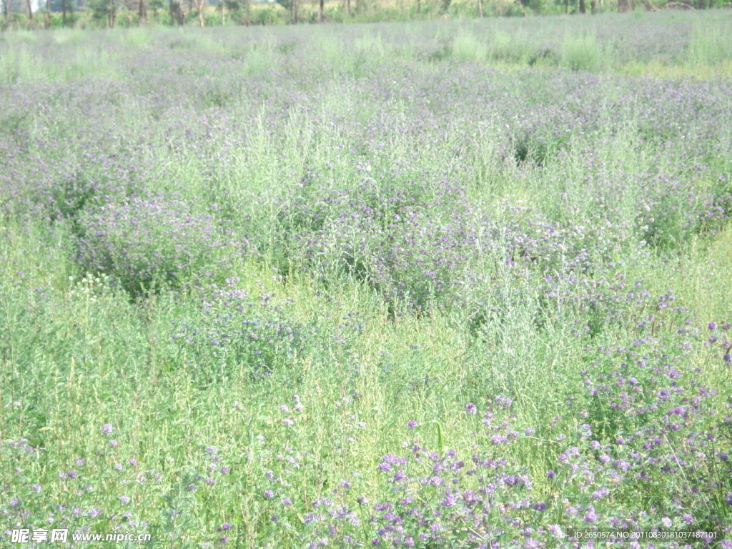 苜蓿花