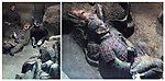 兵马俑