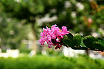 紫薇花