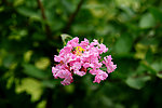 紫薇花