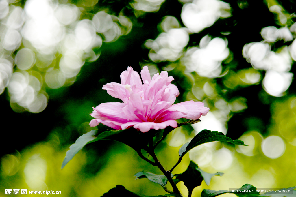 木槿花