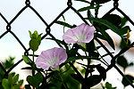 两朵牵牛花