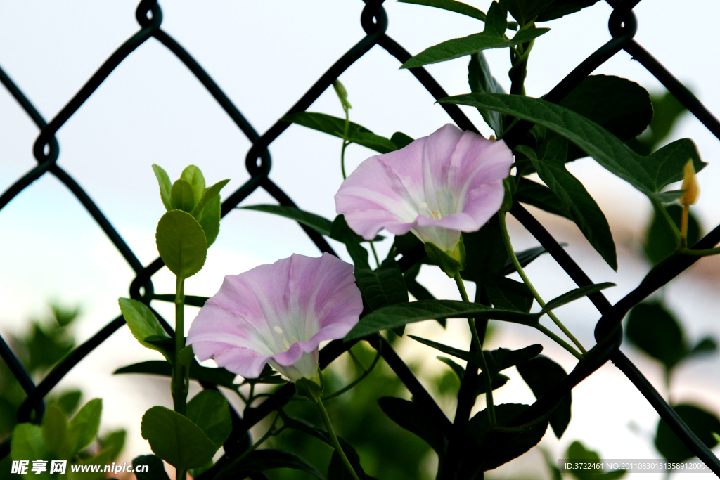 两朵牵牛花