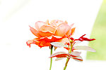 月季花