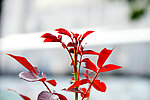 月季花枝