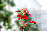 月季花芽
