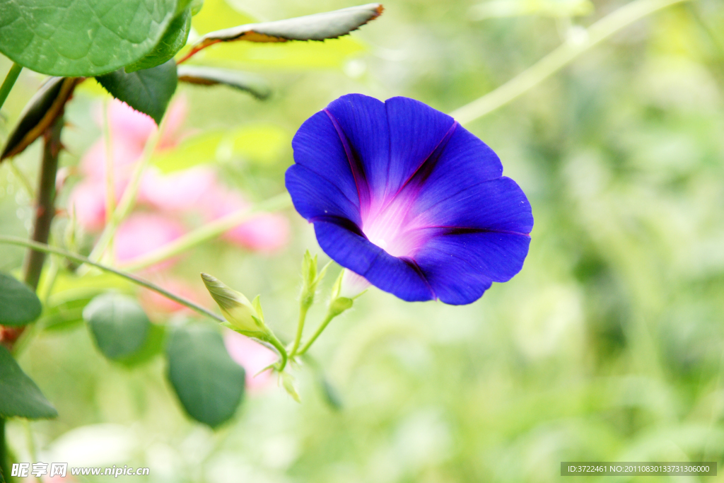 牵牛花