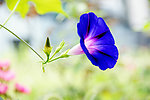 牵牛花