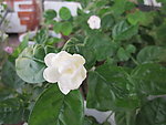茉莉花
