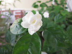 茉莉花