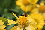 蜜蜂菊花