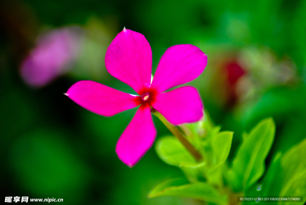 长春花