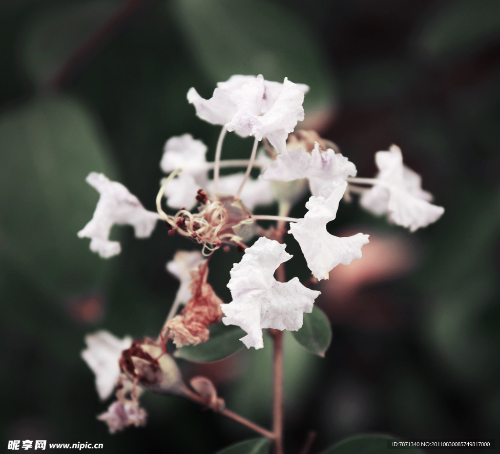 花卉
