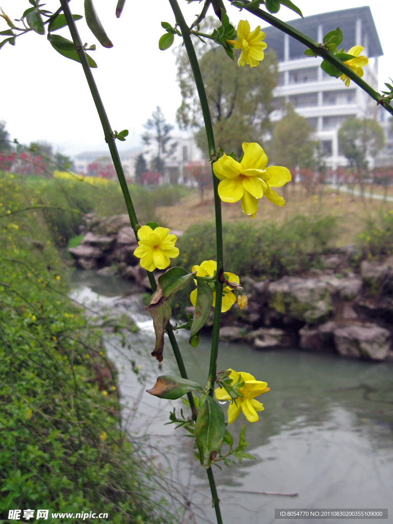 常春藤