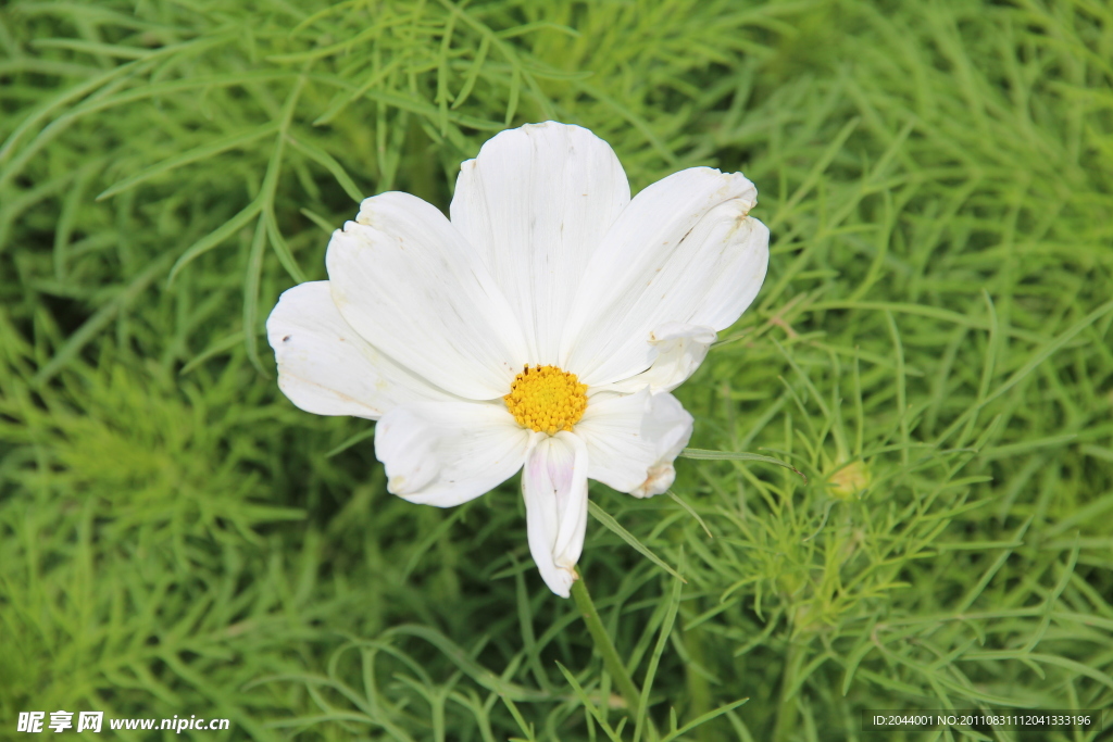 格桑花
